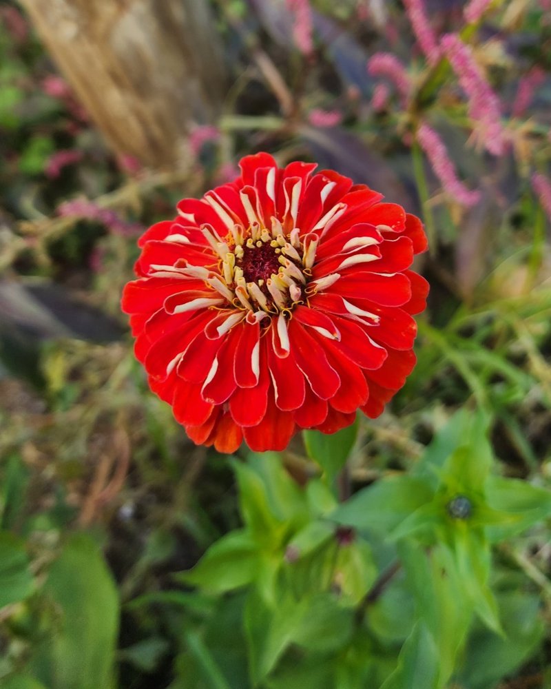 Red zinnia in bloom in the garden